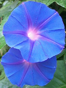 morning glory